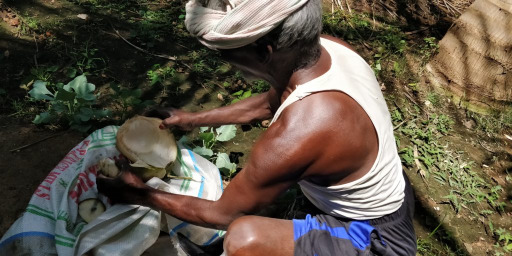 Neighbor helping us with some coconut