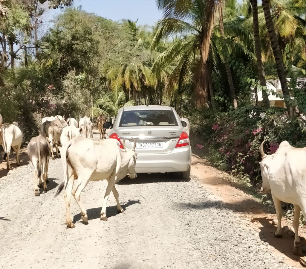 Driving through the village road filled with cows