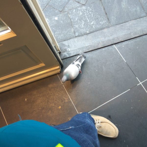 Breakfast with Pigeon
